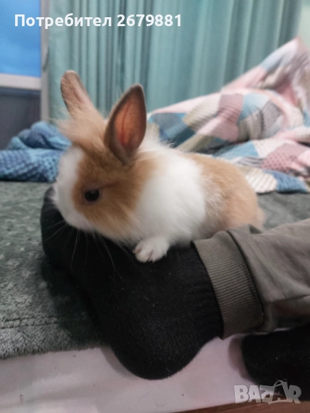 Мини зайче, снимка 1