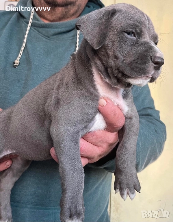 Продавам питбули , снимка 1