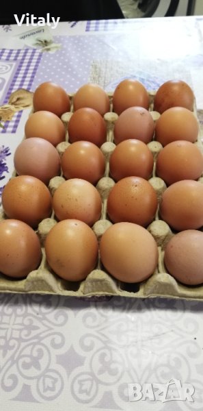 Домашни яѝца от кокошки, снимка 1