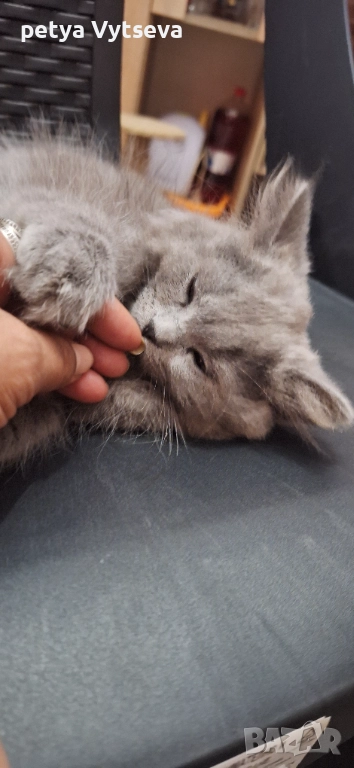 Продавам пританчета, снимка 1