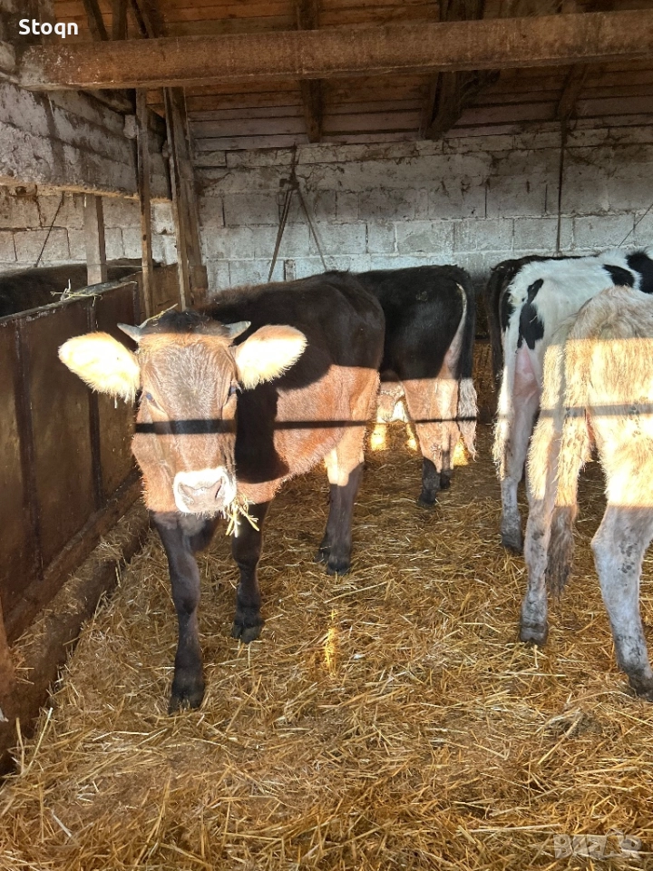 Продавам 5 Телета, снимка 1