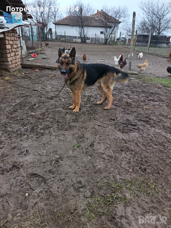 Продавам немска овчарка , снимка 1