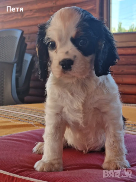 Кавалер кинг Чарлз шпаньол момчета, снимка 1