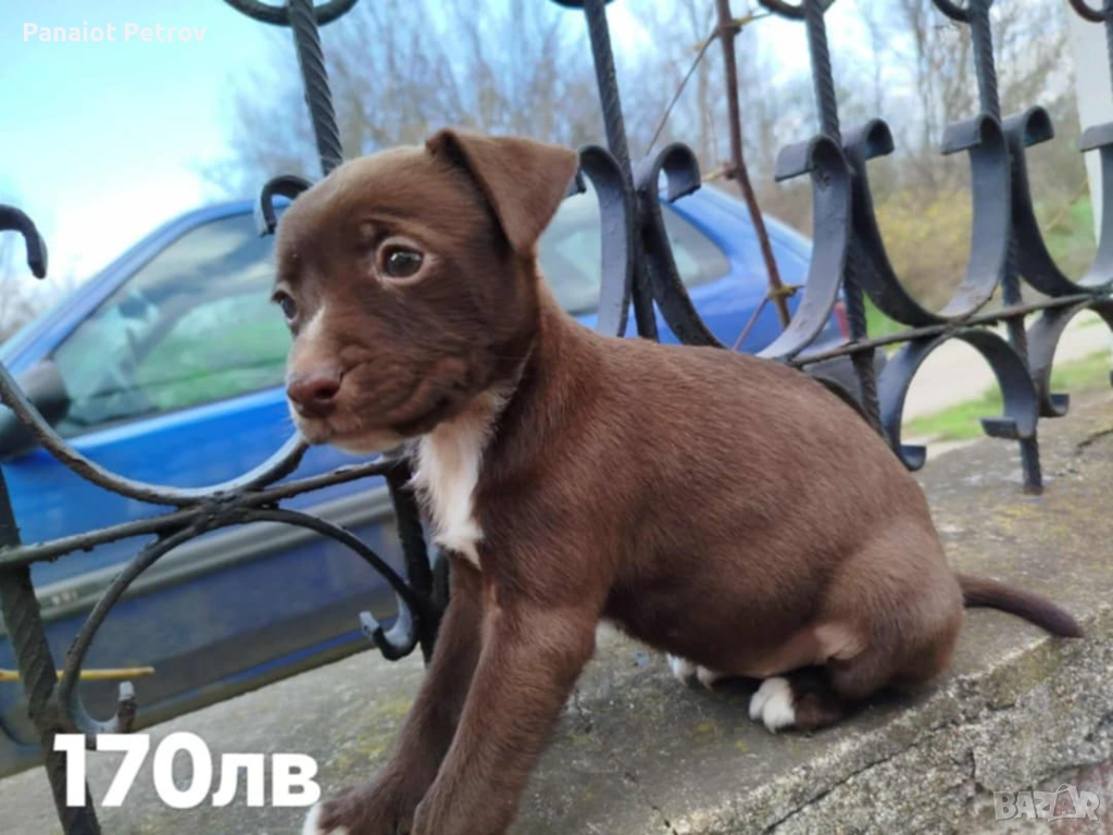 Продавам малки питбули , снимка 1