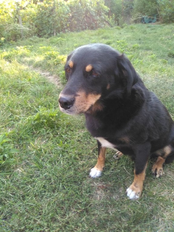 Подарявам уникално куче в Други в с. Дерманци - ID22184631 — Bazar.bg