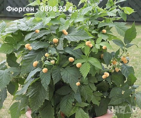 Мини джуджевидна  - Саксийна Малина , Къпина и жълта Малина , снимка 12 - Градински цветя и растения - 29861137