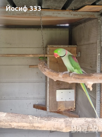 Продавам папагали Александър Голям.