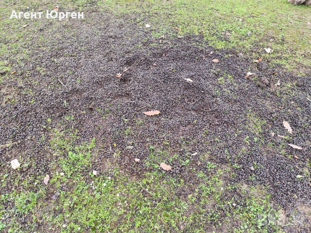 Тор от Лама , снимка 3 - Тор и почвени смеси - 52673557