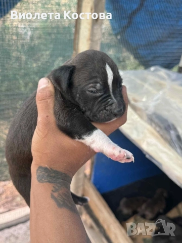 Питбул буле XL, снимка 1