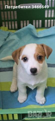 Продавам малки джак  ръселчета