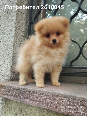 Померан момче, снимка 1