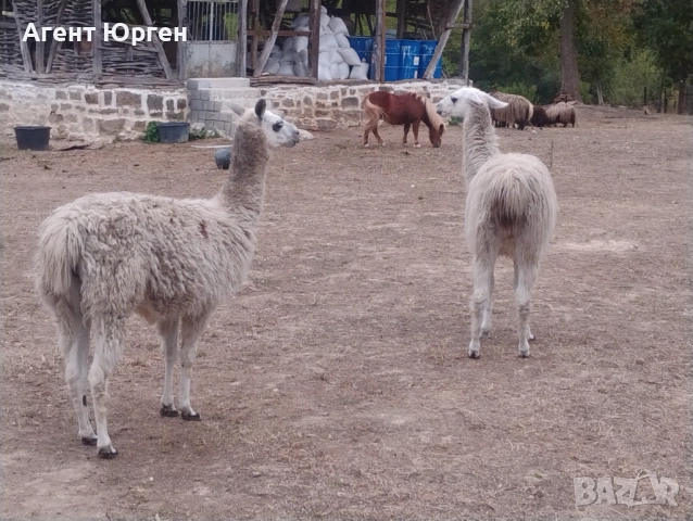 Алпака , снимка 4 - Други - 51936837