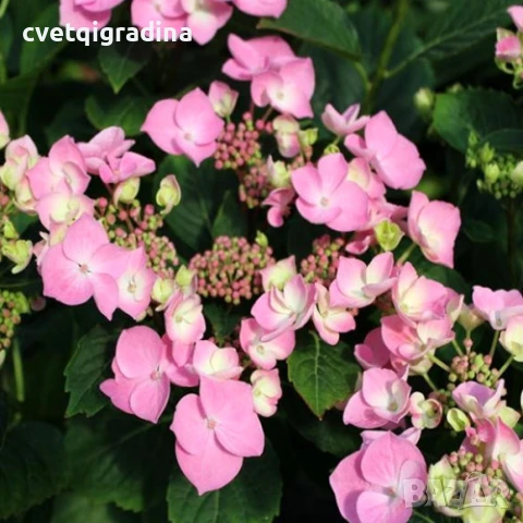 Hydrangea macr. "Miessalina" (Хидрангеа Месалина), снимка 2 - Градински цветя и растения - 50494308