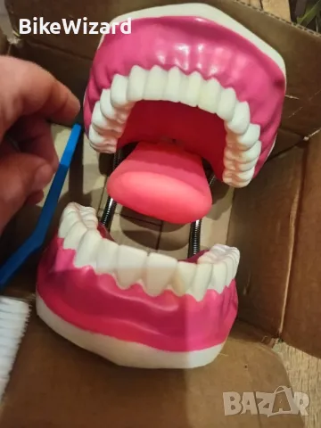 EVOTECH SCIENTIFIC Модел за грижа за зъбите, с гигантска четка за зъби, 28 зъба НОВО, снимка 6 - Стоматология - 48541888