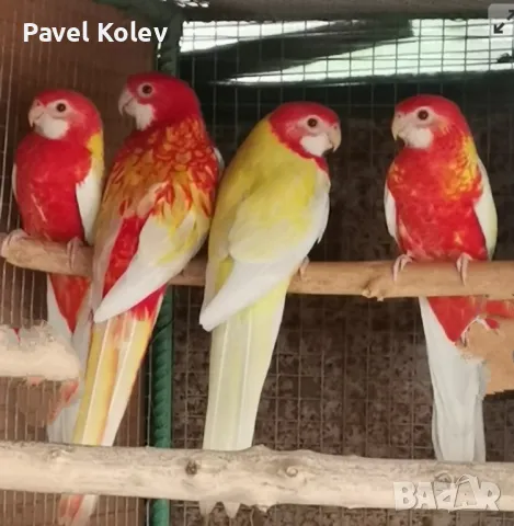 папагали на добри цени , снимка 17 - Папагали - 49417849