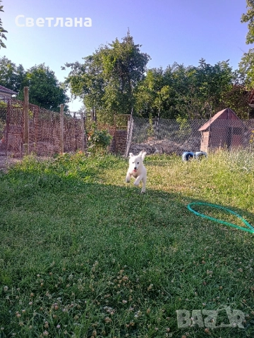 Гледане на домашни любимци 