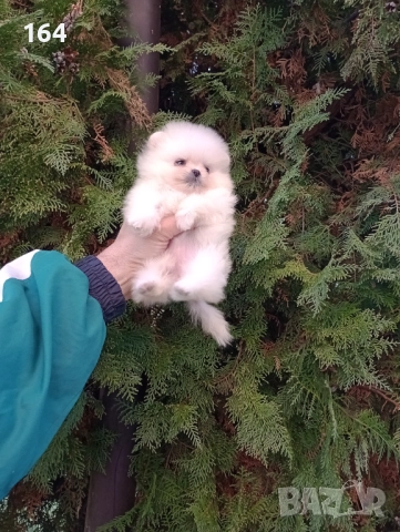 Мини Померан Реални снимки от 19.12.25 год. , снимка 4 - Померан - 52829028