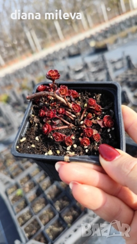 Червен седум Пурпурна Зима, Sedum spirium " Purpur Winter ", снимка 10 - Градински цветя и растения - 46784135