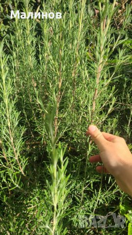 Розмарин - за пресаждане, пресен или за сушене