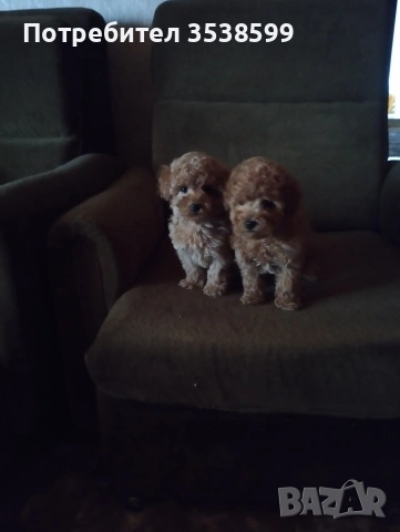 Той Пуделчета , снимка 2 - Пудели - 52909276