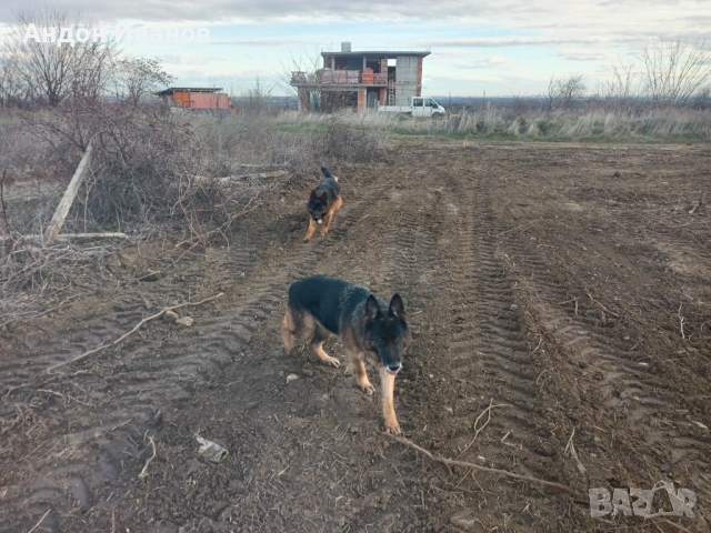 Парцел ( земеделска земя , лозе ) , снимка 5 - Земеделска земя - 36522321