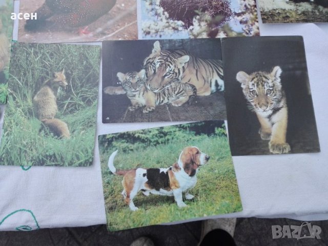 картички животни, снимка 4 - Колекции - 27601897