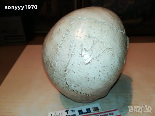 ЧЕРЕП ОТ ГЕРМАНИЯ 3112222029, снимка 17 - Антикварни и старинни предмети - 39152242