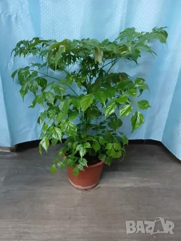 Радермахера 62см., снимка 1