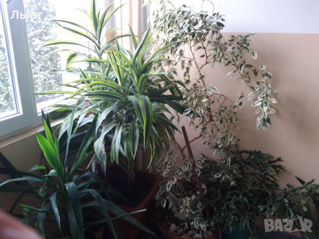 Декоративни растения малки и големи, снимка 9 - Стайни растения - 31702916