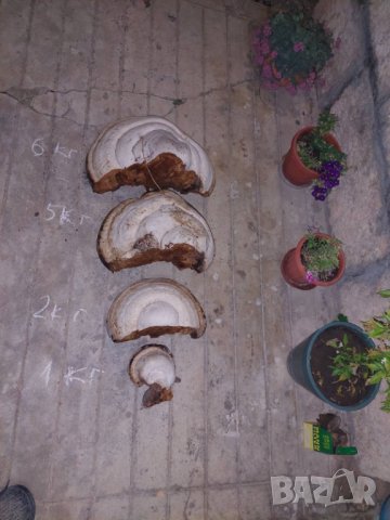 Гъба Прахан, различни размери.1кг-80лв. , снимка 1 - Антикварни и старинни предмети - 38655851