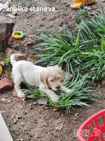 Продават се 