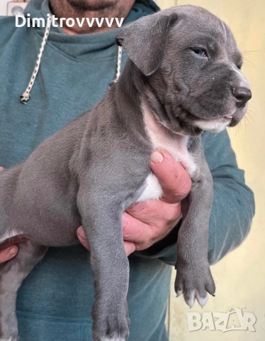 Продавам питбули 