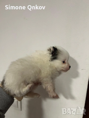Мини шпиц Померан, снимка 7 - Померан - 53194351