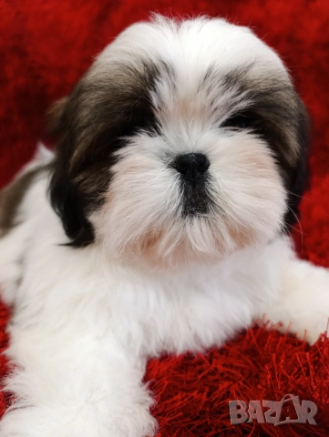 Кученца Ши Тцу /SHIH TZU FCI pedigree , снимка 5 - Ши Тцу - 52464119
