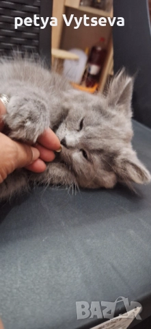 Продавам пританчета