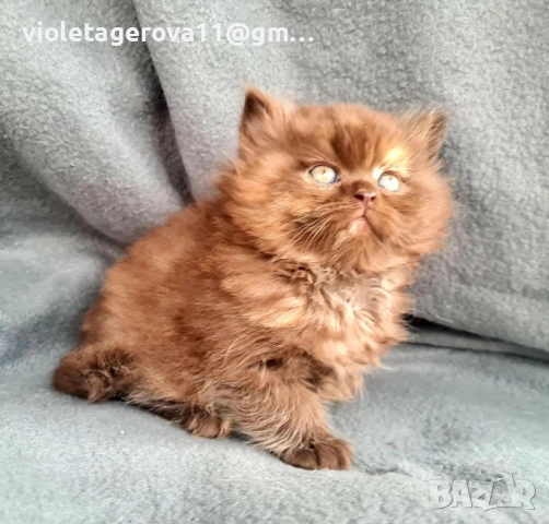 британски котки, снимка 13 - Британска късокосместа - 53479911