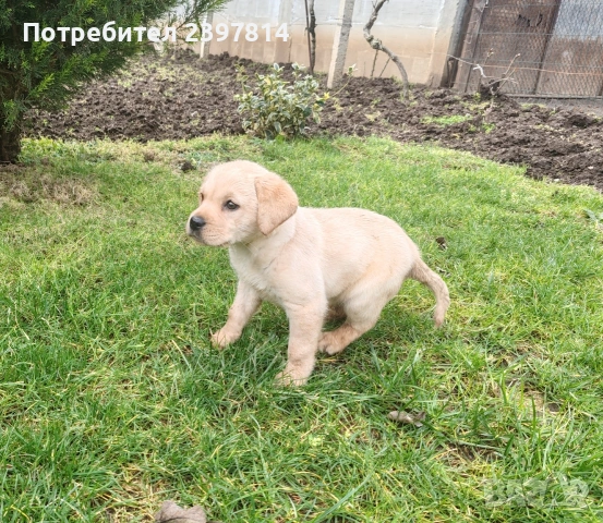 Лабрадор - женско , снимка 8 - Лабрадор ретривър - 53409226