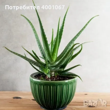 растение Алое в саксия, снимка 1