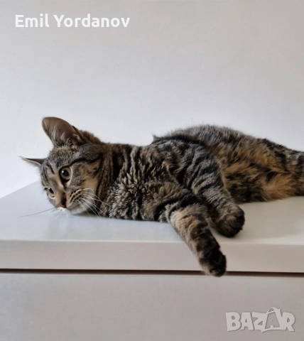 СПЕШНО! Мъжко котенце на около 5 месеца, снимка 10 - Други - 52695271