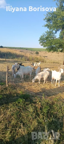 Продава се може и бартер, снимка 3 - Кози - 53226950