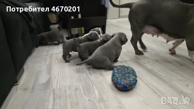 Американско Покет були, снимка 6 - Други - 52671780