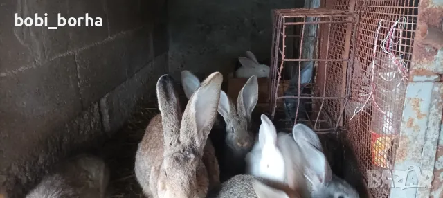 Зайци, снимка 4 - Други - 49785011