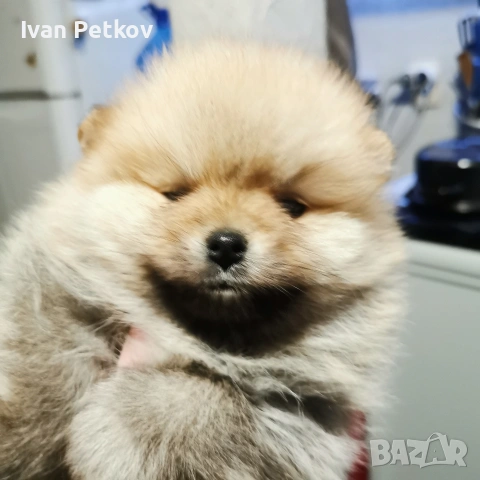 померан, померанчета, снимка 6 - Померан - 53431412