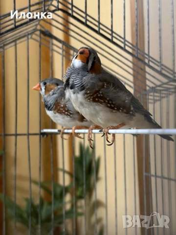 Зеброви амадини, снимка 3 - Амадини - 52465349