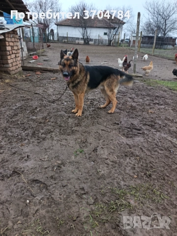 Продавам немска овчарка 