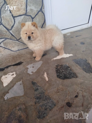 продавам живи плюшени играчки - кученца чау-чау, снимка 1