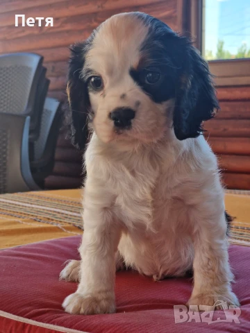 Кавалер кинг Чарлз шпаньол момчета, снимка 1