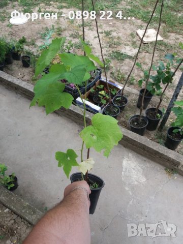 Малина (rubus odoratus), снимка 8 - Градински цветя и растения - 38067275