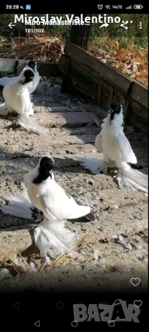 шмалкалденски монахини, снимка 6 - Гълъби - 48561164