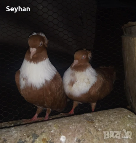 Чирпански гълъби , снимка 2 - Гълъби - 53054692